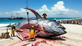 Jackpot Giant Bluefin Tuna Haul Worth Millions of Dollars &mdash; Deep-Sea Longline Fishing Documentary