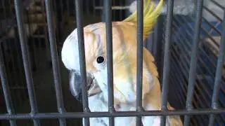 Polly the talking parrot. certainly not a Monty Python ex parrot!