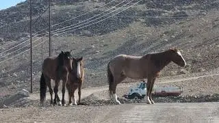 Wild Mustang Horses Peru Drive Tahoe Reno Industrial Center Nevada