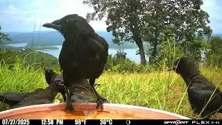 Joe Crow Says Hey You's Guys I Found a Watermelon But if you Can't Play Nice, I'm Outta Here! 🤣