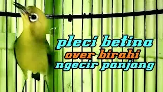 pleci betina over birahi ngecir panjang.