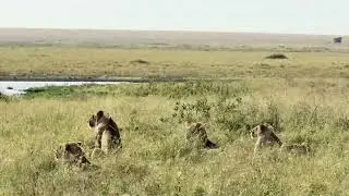 Hungry Nomadic Lions watching Cape Buffalo