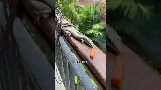 The story of the lizard and the papaya #lizard #papaya