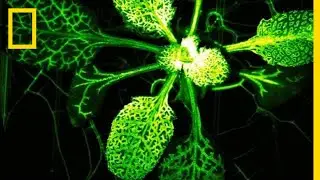 Mutant Plant Glows When Attacked | National Geographic