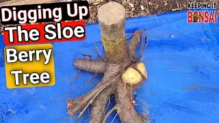 Digging Up The Sloe Berry Yamadori Tree Its going to make a great Bonsai, Hopefully 😆