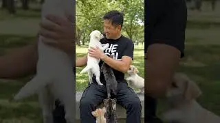 Puppies and kittens with the Viral AI guy #shortvideo #animals #dog #cats #aww #funniestvideo