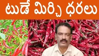 Guntur Mirchi Market Report :: Today Teja Mirchi Rate Byadigi Mirchi Price Guntur Mirchi Anna KVR