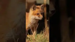 Curious Baby Fox Watches with Fascination