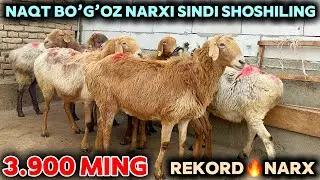 BO’G’OZ SOVLIQLAR NARXI SINDI SHOSHILING PULI ARZON QOYLAR BUNAQASI BOLMAGAN 