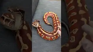 Line bred Red Blood Python in natural lighting