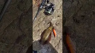 Candat Sotong Pulau Tunus Mersing #candat  #mersing  #pulautunus #fishing  #daiwa #malaysia