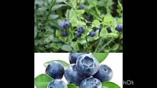 Borovnica lek za secer, afte,lak&scaron;e mokrenje,protiv proliva🍒Recepti 🌿 @ZdravUmTeloDusa
