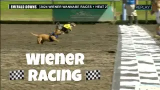🏁 Wiener/dachshund &ldquo;wannabe&rdquo; championship - heats and final