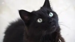 Little Kind Paws | A True Story of Hope and Kindness #LittleKindPaws #kittenstory #reallifestory