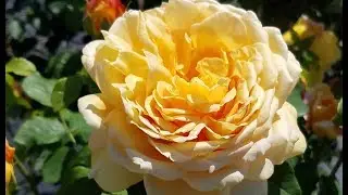 Best Roses - David Austin&reg; Golden Celebration&reg;🧡 English Rose//Stunning Large Golden Flowers!