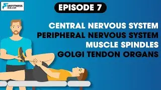 Sports and Exercise Science: EP7 Neuromuscular Physiology (Muscle Spindles and GTOs)