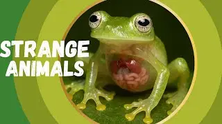 Strange Animal Talents For Kids I Weird Animal Behaviours