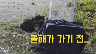 2025년이 가기전 한 아이라도 더 중성화해야 겠습니다