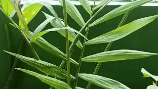 Winter Care Of Parlor Palm, Fertilizer, watering, Sunlight☀️, Propagation