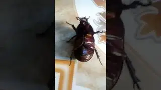 kumbang tanah susah berbalik