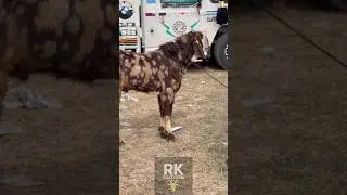 Top Quality Gujari Bakra 2026 | Heavy Weight#goat #viral #goatvideos #trending