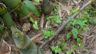 Bamboo shoots are available all year round.