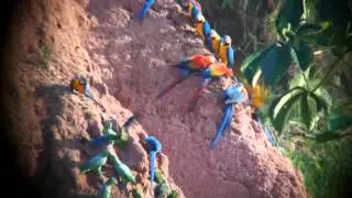 sandoval lake tambopata chuncho macaw clay lick