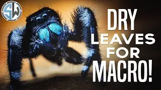 Using Dry Leaves for Macro Photography