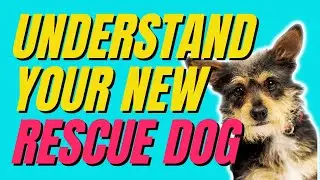 Unlock the Secrets of Adopting a Rescue Dog! #rescuedogsrock