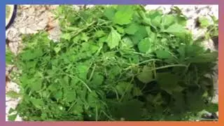 Asosi Asowosi  Cerasee , Asosi for Sale, Find Asowosi,