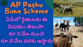 AP Pashu Bima Scheme: How Farmers Can Benefit from ₹15,000 to ₹30,000 Coverage!