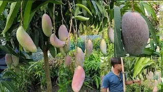 ChiangMai mango and King of chakapat mango plant with fruit in green land Nursery India☎️8918494093