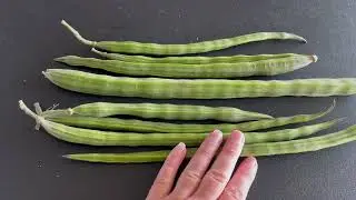 Moringa Oleifera Seeds Non GMO PKM1 Premium Quality, Moringa drum sticks  Grown in one season!