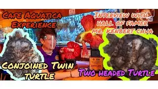 Two headed/Conjoined twin turtle/ Cafe Aquatica experience/ Interview with Mr. Kenbert Chua/ vlog 16