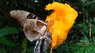 Morpho rhetenor