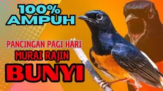 PANCINGAN PAGI-PAGI AGAR MURAI GACOR❗❗ MURAI MACET PASTI NYAUT EMOSI❗❗