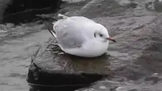 Озёрная чайка в зимнем оперении. ( Chroicocephalus ridibundus )
