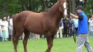 ダイワメジャー15歳の初夏2016年6月　Daiwa Major in Shadai Stallion Station