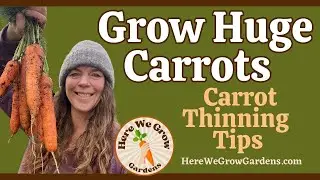 How to Grow Huge Carrots From Seed to Harvest