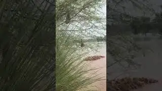 Cooking fish on a campfire by the river! 🔥🐟
