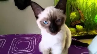 Siam Katze miaut