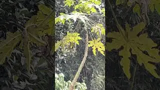 Bird eating papaya