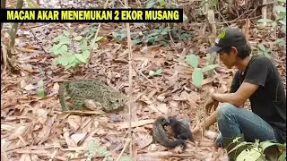 Dicari-cari Tidak Ada Ternyata Si Macan Akar Menemukan 2 Ekor Musang