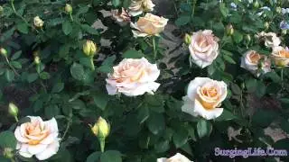 10 Minute Flower Meditation Video Beautiful Orange Roses