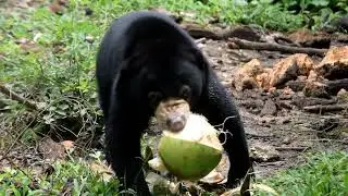 Orphaned and rescued sun bear Uca opening a coconut!