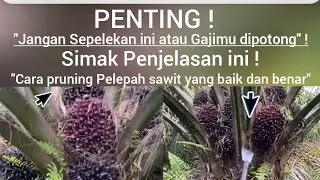 cara pruning Pelepah sawit yang baik dan benar#dodossawit #pruningsawit