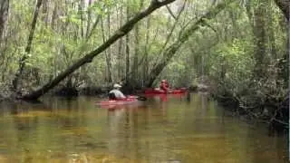 Seven Runs Creek in Bruce, Florida