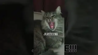 I'm batman! #cat #funny #memes #cute #batman #trend #adorable