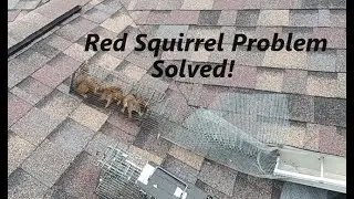 Red Squirrel Problem | Removal & Repair | Real Solutions