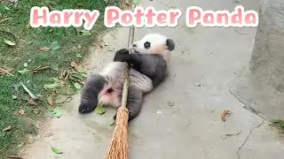 Panda Wants To Be Harry Potter | iPanda